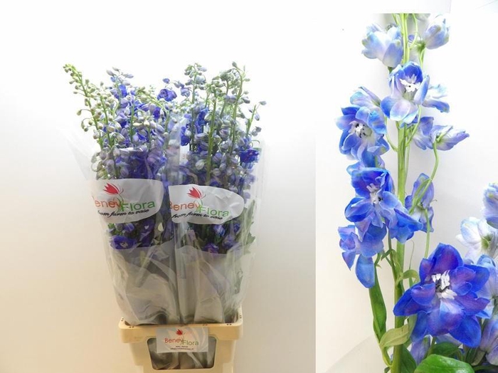 <h4>DELPH DU GUARD BLUE</h4>