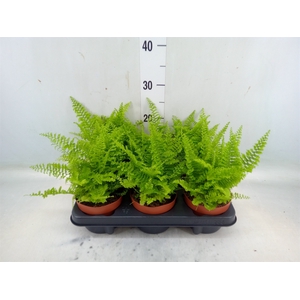 Nephrolepis exal. 'Vitale'