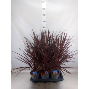 Cordyline austr. 'Red Star'