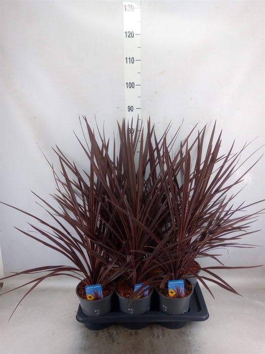 <h4>Cordyline austr. 'Red Star'</h4>