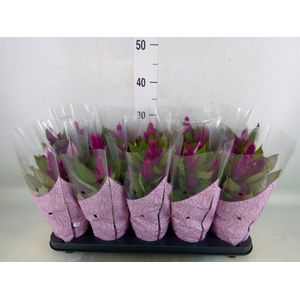 Celosia spic. 'Deep Purple'