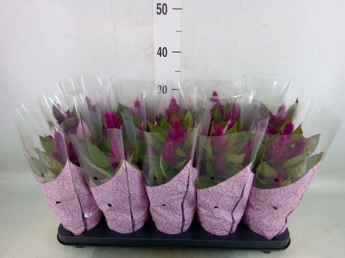 <h4>Celosia spic. 'Deep Purple'</h4>