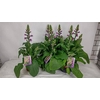 Digi Purpurea