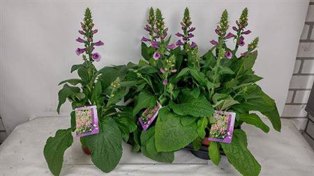 Digi Purpurea