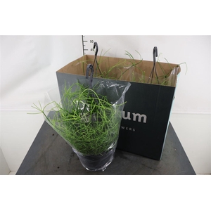 R Rhipsalis 21 Cm. Hangpot Oasis