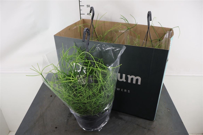 <h4>R Rhipsalis 21 Cm. Hangpot Oasis</h4>