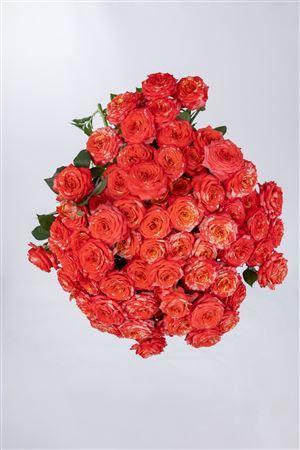 <h4>R Gr Tr Voltaire</h4>