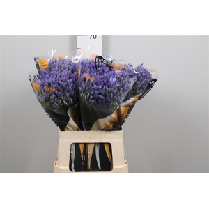Agap Eyfori Blue