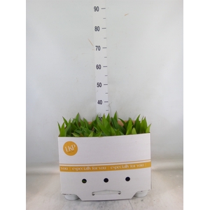 Guzmania  'Blitz'