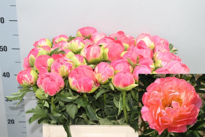 <h4>PAEO CORAL SUNSET</h4>