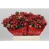 Hypericum True Romance