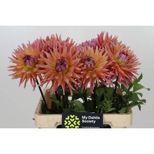 DAHLIA MADELEINE*