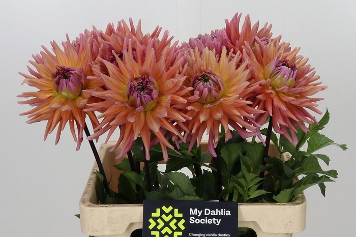 <h4>DAHLIA MADELEINE*</h4>