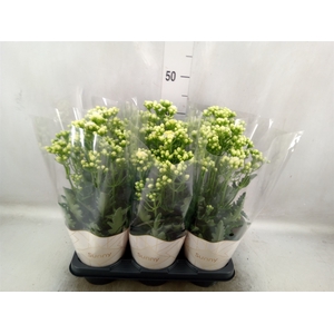 Kalanchoe  'Sunny White'