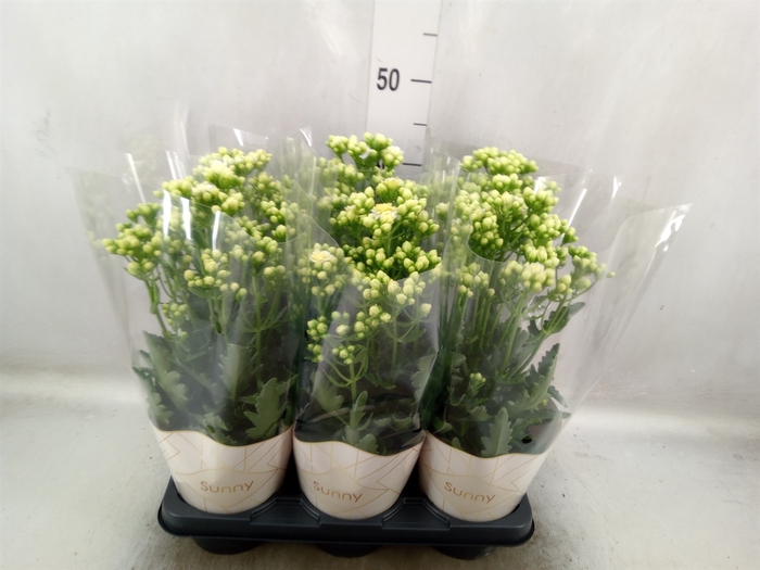 <h4>Kalanchoe  'Sunny White'</h4>