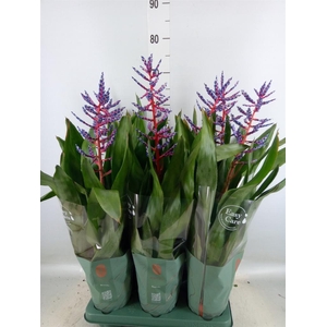 Aechmea  'Blue Rain'