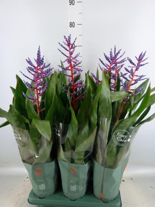 <h4>Aechmea  'Blue Rain'</h4>