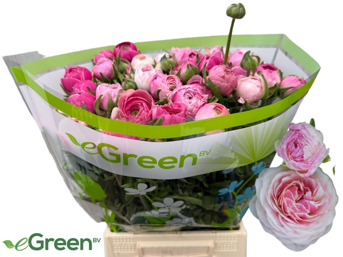 <h4>RAN PORCELAINE</h4>