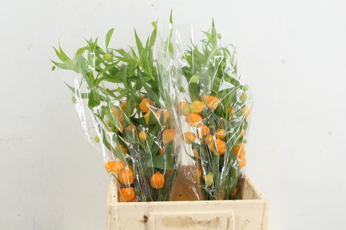 <h4>SANDERSONIA</h4>