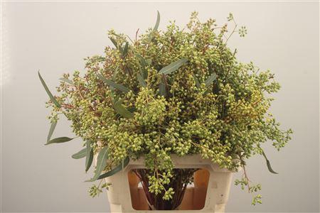 <h4>Euc Exotica Berry Per Bunch</h4>