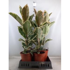 Ficus elastica 'Tineke'