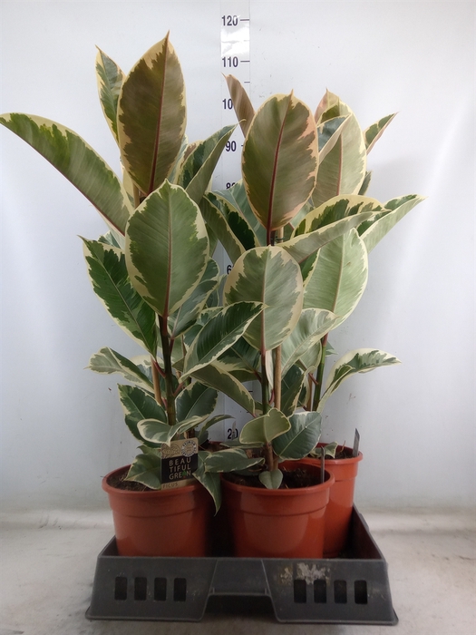 <h4>Ficus elastica 'Tineke'</h4>