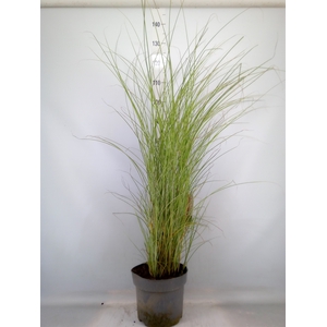 Miscanthus sin. 'Morning Light'