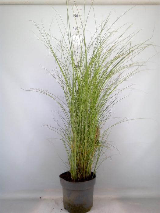 <h4>Miscanthus sin. 'Morning Light'</h4>
