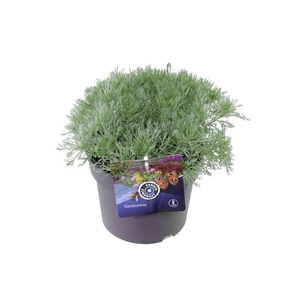 Artemisia schmidtiana