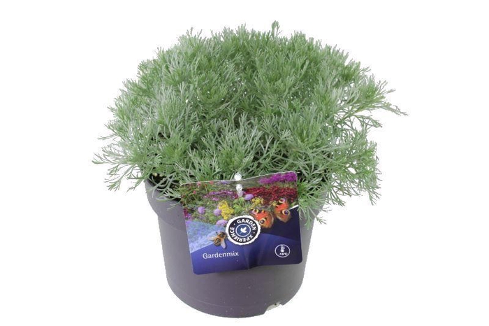 <h4>Artemisia schmidtiana</h4>