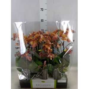Phalaenopsis multi.   ...orange