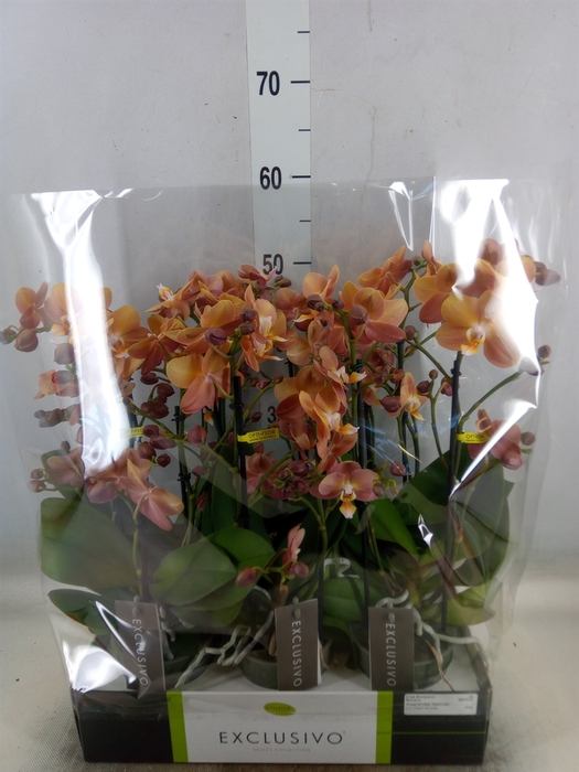 <h4>Phalaenopsis multi.   ...orange</h4>