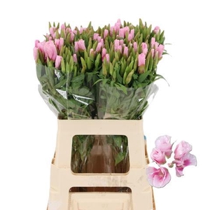 CLARKIA GODETIA PINK