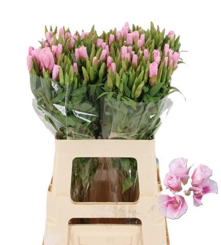 <h4>CLARKIA GODETIA PINK</h4>