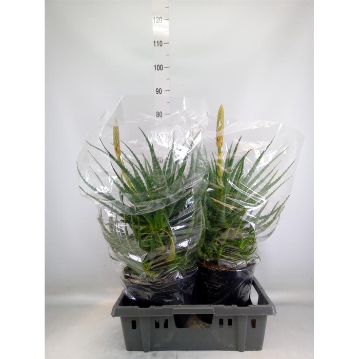 <h4>Aloe arborescens</h4>