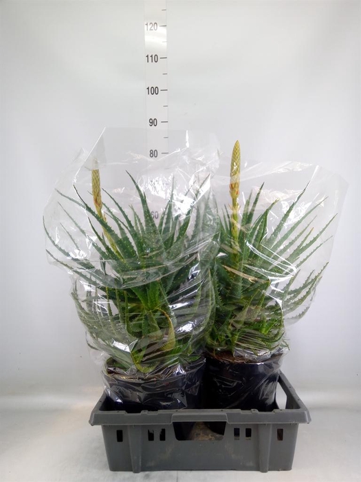 <h4>Aloe arborescens</h4>