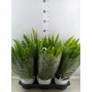Nephrolepis exal. 'Sonata'