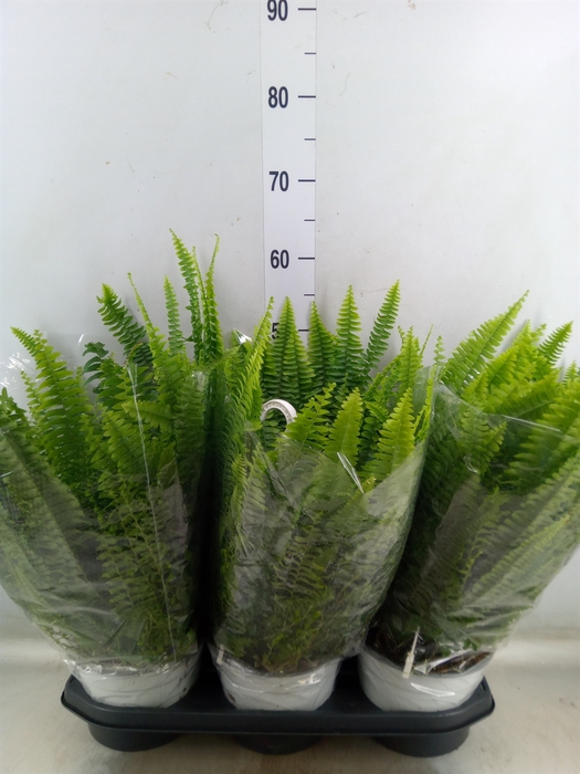 <h4>Nephrolepis exal. 'Sonata'</h4>