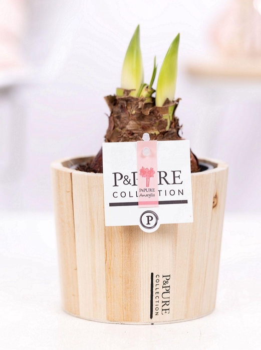 <h4>Hippeastrum pink in P&PURE Wood 5</h4>