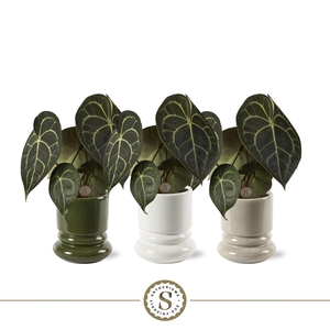 Clarinervium 12cm in Geneve Keramiek