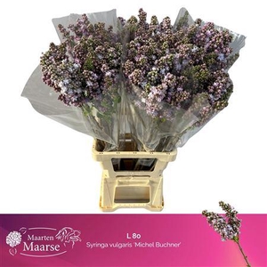 Syr V Michel Buchner 80cm 2 Hd