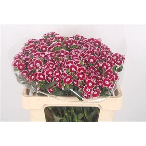 Di Barb Breanthus King