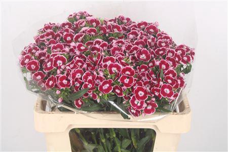 <h4>Di Barb Breanthus King</h4>