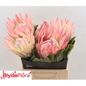 PROTEA CY LIZZIE