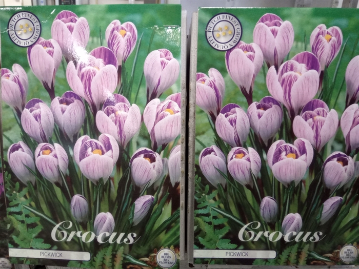 <h4>Crocus   ...flowerbulbs</h4>