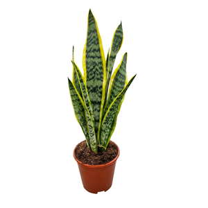 Sansevieria Laurentii 14 cm
