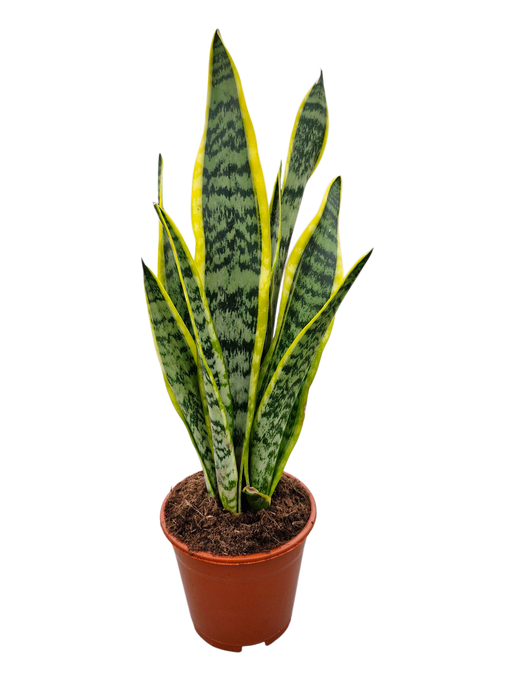 <h4>Sansevieria Laurentii 14 cm</h4>