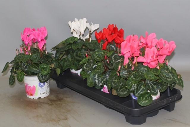 <h4>CYCL GR SUP XL</h4>