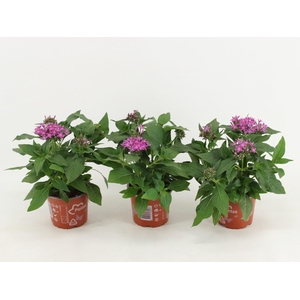 Pentas Graffiti Violet
