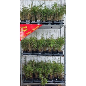 Fargesia rufa